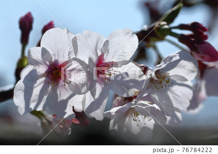 春爛漫満開 76784222