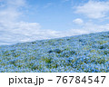 満開のネモフィラの丘 76784547