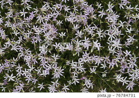 公園にイソトマの花が咲いています。学名はIsotomaです。 76784731
