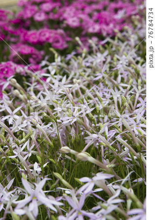 公園にイソトマの花が咲いています 学名はisotomaです の写真素材