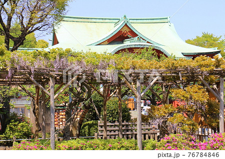 東京都江東区亀戸にある亀戸天神社の藤まつりの写真素材