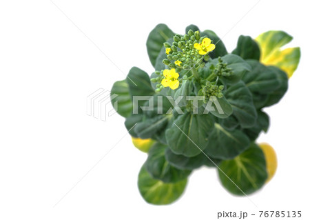 ターサイ ターサイ 76785135