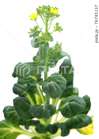 ターサイ 76785137