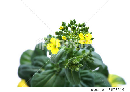 ターサイ 76785144