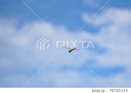 青空をバックにする空中のトンボ 76785524