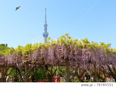 東京都江東区亀戸にある亀戸天神社の藤まつり スカイツリーと鳥の写真素材