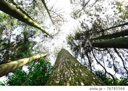 苔のある景色・緑の庭 苔のある景色・緑の庭 76785568