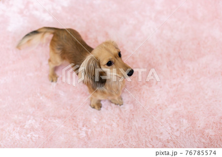 愛犬 カニンヘンダックスフンド 愛犬 カニンヘンダックスフンド 76785574