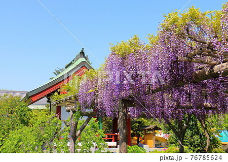 東京都江東区亀戸にある亀戸天神社の藤まつり 花園社 東京都江東区亀戸にある亀戸天神社の藤まつり 花園社 76785624