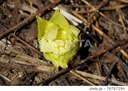 ふきのとう(春) ふきのとう(春) 76787284