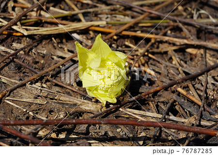 ふきのとう（春） 76787285