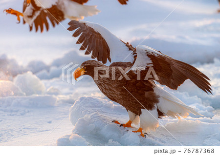 知床　冬 76787368