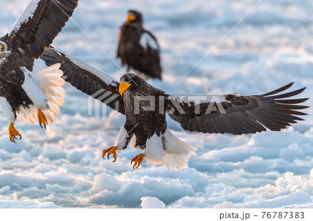 知床 冬 知床 冬 76787383