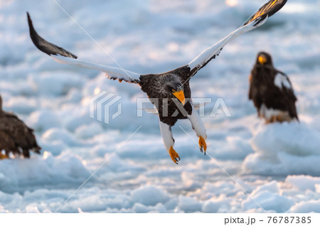 知床　冬 76787385