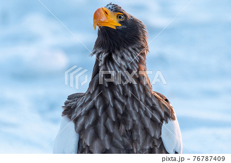 知床 冬 知床 冬 76787409