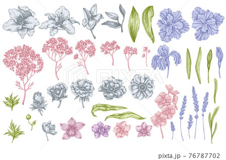 Vector set of hand drawn pastel anemone, lavender, rosemary everlasting, phalaenopsis, lily, iris 76787702
