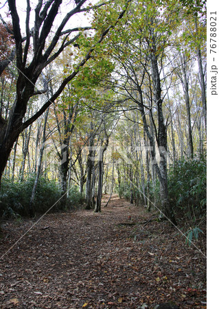 氷ノ山山頂を目指す氷ノ山・天滝線ルートの入り口近くの山道 縦位置 氷ノ山山頂を目指す氷ノ山・天滝線ルートの入り口近くの山道 縦位置 76788021