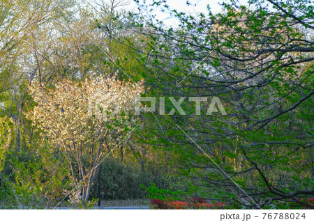 【4月中旬・花】ウコンザクラ(鬱金桜)と新緑・森林公園の風景 【4月中旬・花】ウコンザクラ(鬱金桜)と新緑・森林公園の風景 76788024