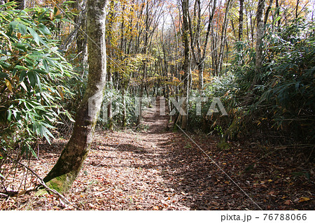 森林浴を楽しみながら進める氷ノ山山頂を目指す氷ノ山・天滝線ルートの登山道 76788066