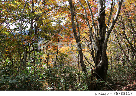 氷ノ山山頂を目指す氷ノ山・天滝線ルートの登山道から見える紅葉した木々 76788117