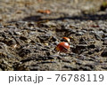 晩秋〜初冬のアスファルト路面に転がるどんぐり 76788119