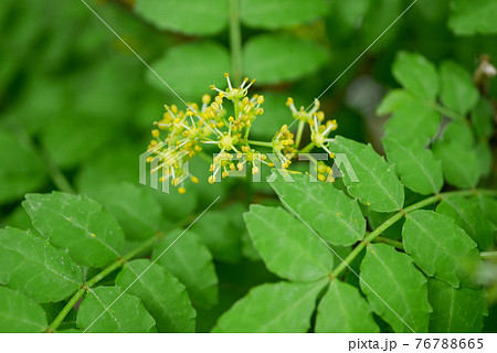 サンショウの花01 76788665