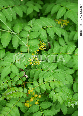 サンショウの花03 76788667