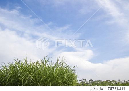 初夏の薄の新緑と青空の風景 76788811