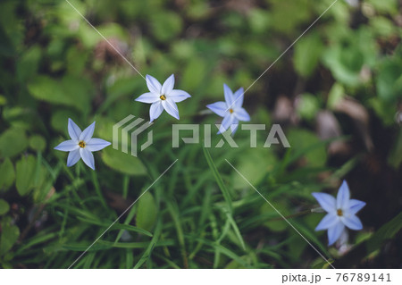 花壇に咲く青い花 花壇に咲く青い花 76789141