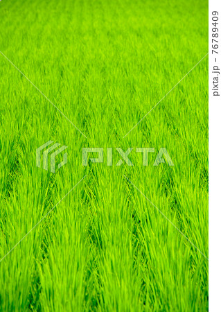 水田の緑 76789409
