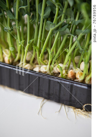 Pea microgreen sprouts. Raw sprouts, microgreens, healthy food concept. Supports the body with vitamins at any time of the year. Tasty and healthy. Pea microgreen sprouts. Raw sprouts, microgreens, healthy food concept. Supports the body with vitamins at any time of the year. Tasty and healthy. 76789956