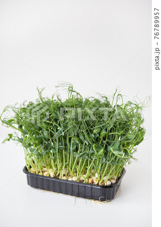 Pea microgreen sprouts. Raw sprouts, microgreens, healthy food concept. Vitamins and minerals at home. Pea microgreen sprouts. Raw sprouts, microgreens, healthy food concept. Vitamins and minerals at home. 76789957