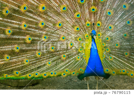 Indian peacock with colorful feathers fan-spreading its large tail. Indian bird. 76790115