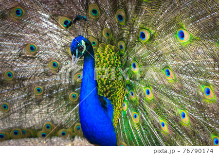 Indian peacock with colorful feathers fan-spreading its large tail. Indian bird. 76790174