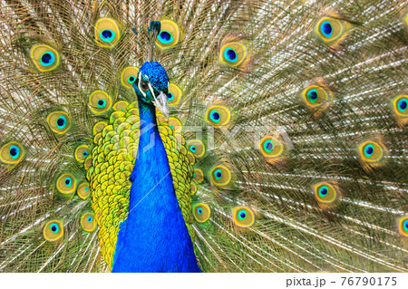Indian peacock with colorful feathers fan-spreading large tail, beautiful bird. Indian peacock with colorful feathers fan-spreading large tail, beautiful bird. 76790175