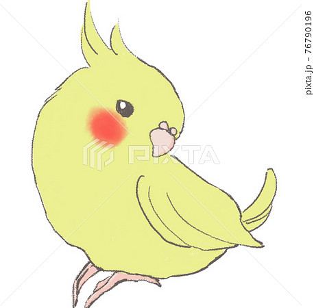 かわいいインコ 76790196