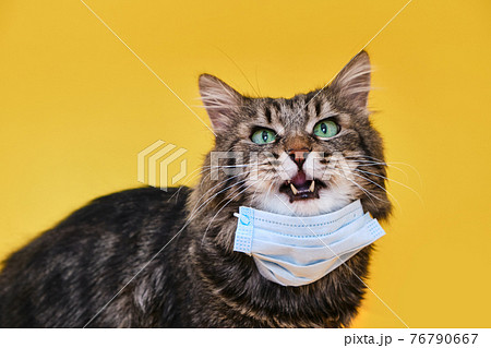 Cute grey Siberian cat with mask for protect corona virus Cute grey Siberian cat with mask for protect corona virus 76790667