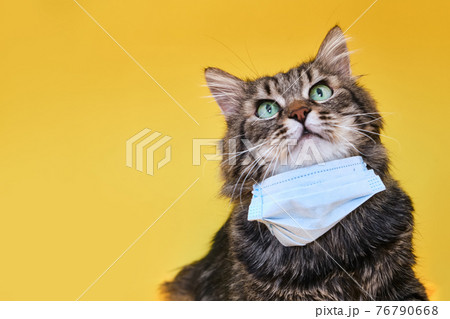 Cute grey Siberian cat with mask for protect corona virus 76790668