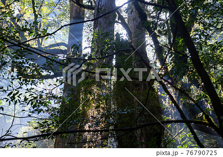屋久島　静寂の森 76790725