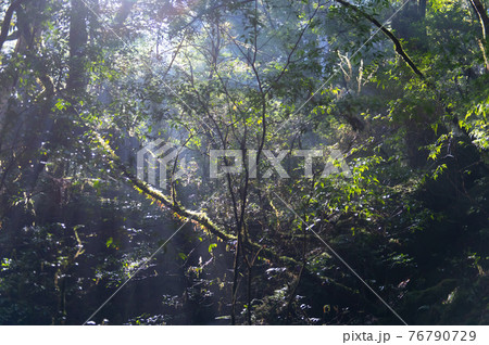 屋久島　静寂の森 76790729