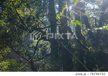 屋久島　静寂の森 76790730