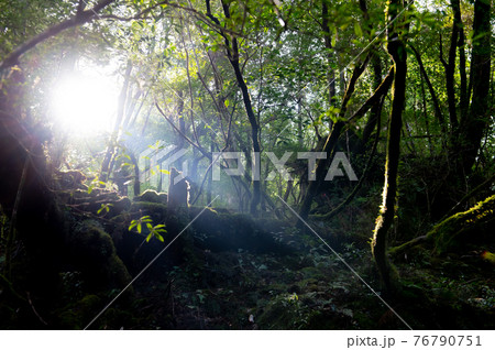 屋久島　静寂の森 76790751
