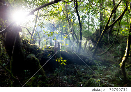 屋久島　静寂の森 76790752