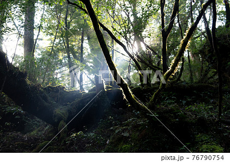 屋久島　静寂の森 76790754