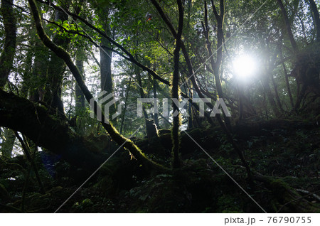 屋久島 静寂の森 屋久島 静寂の森 76790755