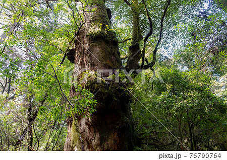 屋久島　静寂の森 76790764