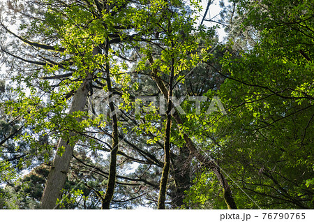 屋久島 静寂の森 屋久島 静寂の森 76790765