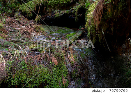 屋久島 静寂の森 屋久島 静寂の森 76790766