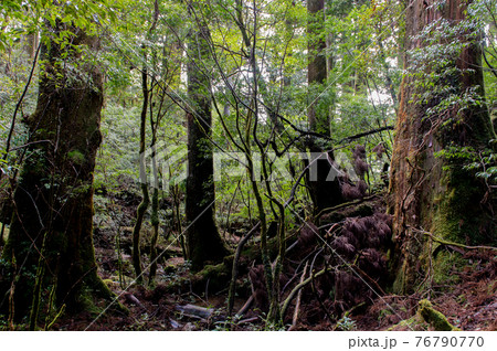 屋久島　静寂の森 76790770