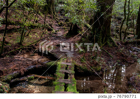 屋久島　静寂の森 76790771